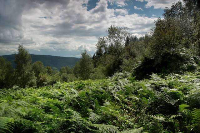 Panorama z okolicy kaplicy św. Huberta w Trzebuni